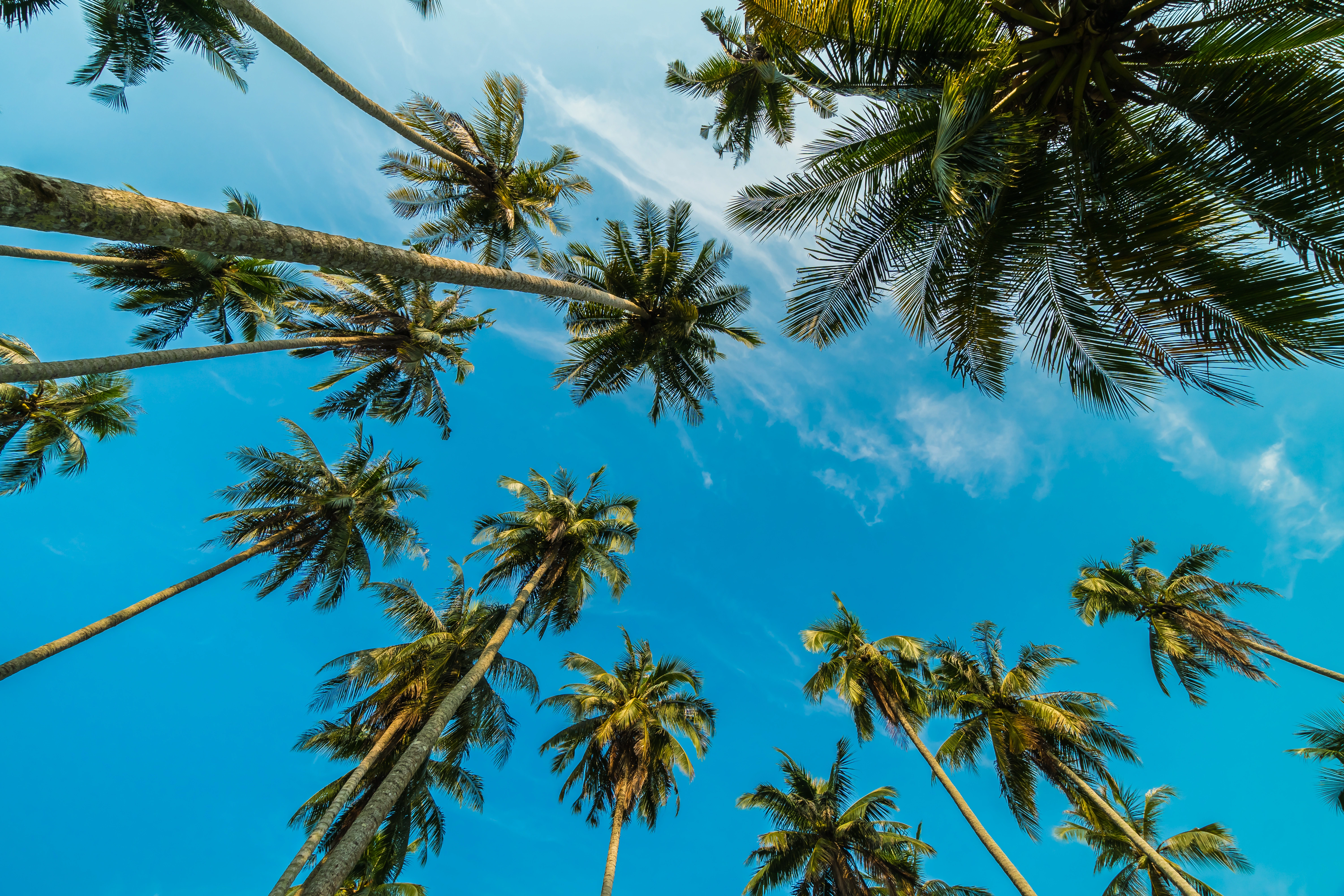 Lush green palm fronds reaching toward a bright blue sky, representing the area served by a coastal Orange County realtor.