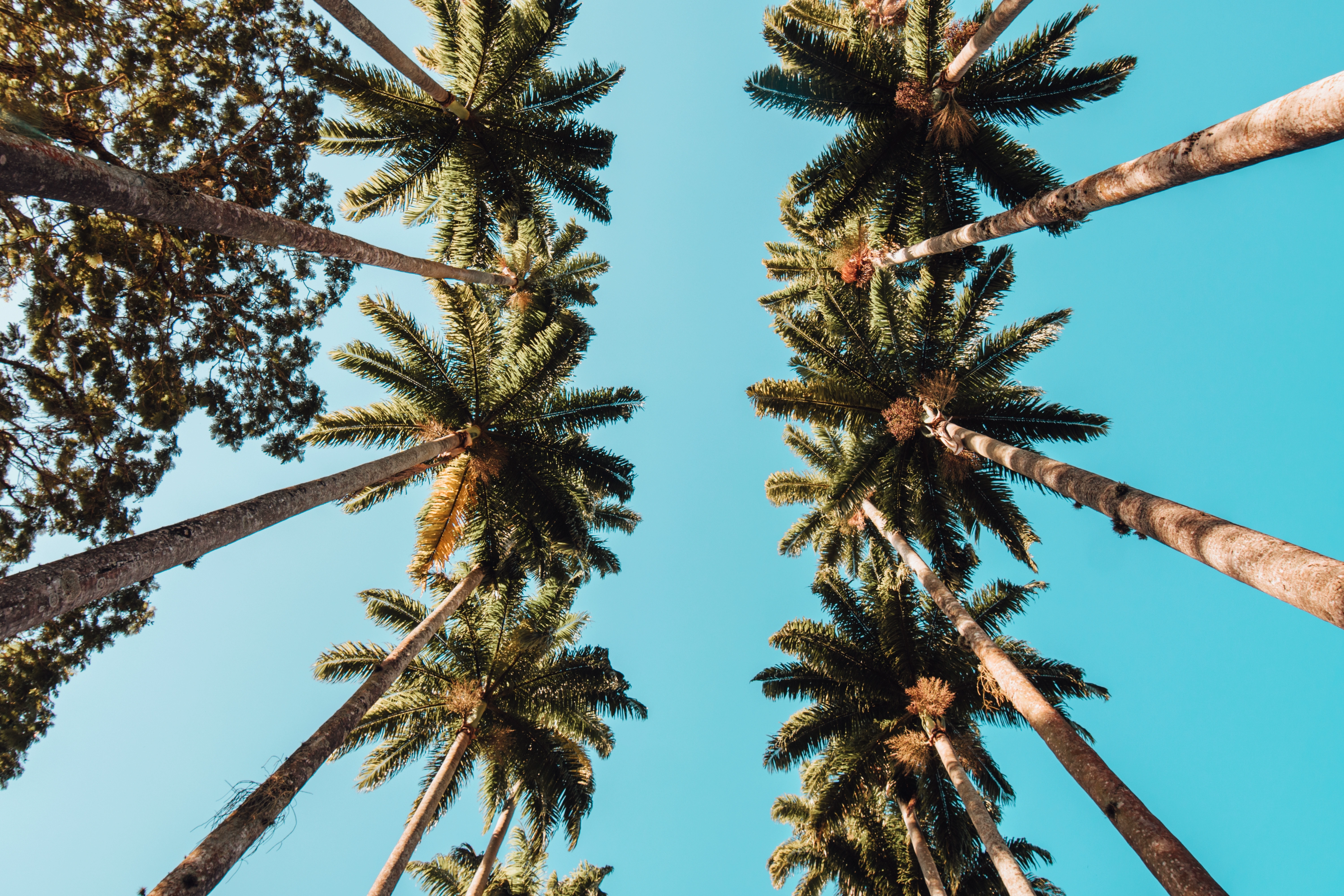 Looking up at tall palm trees against a clear blue sky, a scenic view near San Juan Capistrano homes for sale.